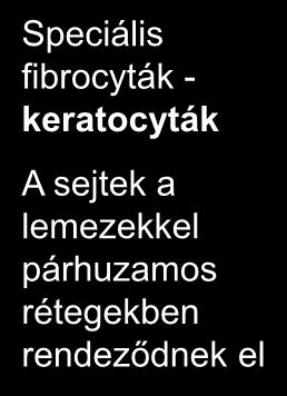 fibrillumokat) Ezek gélbe ágyazottan jelennek meg (matrix), amelyet proteglikánok