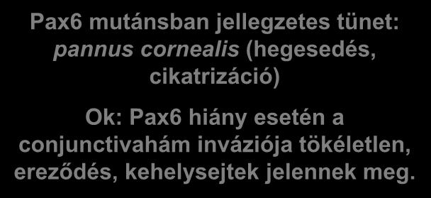 Conjunctivalis hám felől (transzdifferenciáció) Pax6 mutánsban jellegzetes tünet: