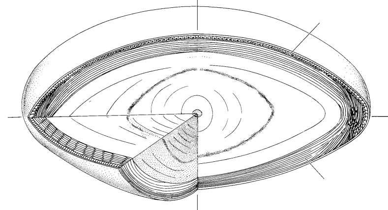 A lencse szerkezete capsula lentis (membrana basalis) polus anterior