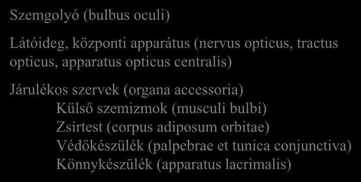 A látószerv részei Szemgolyó (bulbus oculi) Látóideg, központi apparátus (nervus