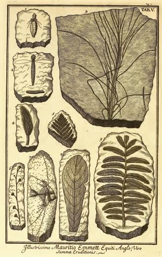 Sources to the history of geology in Hungary 59 HEBENSTREIT, Johann Ernst & CHRIST, Johann Friedrich