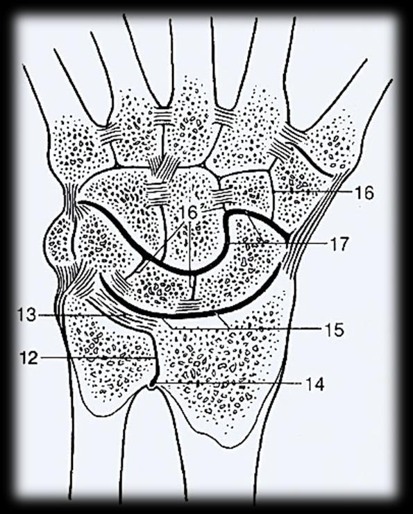 Articulatio carpometacarpea pollicis und communis Feneis Sobotta ~ communis: II-V.