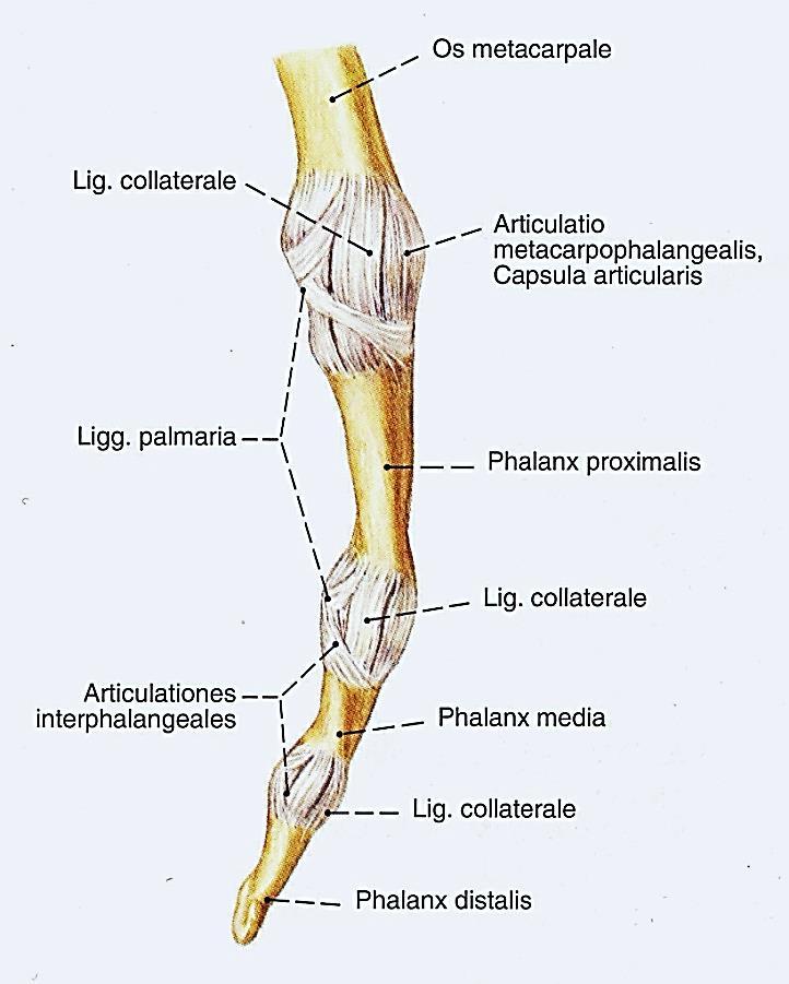Articulationes