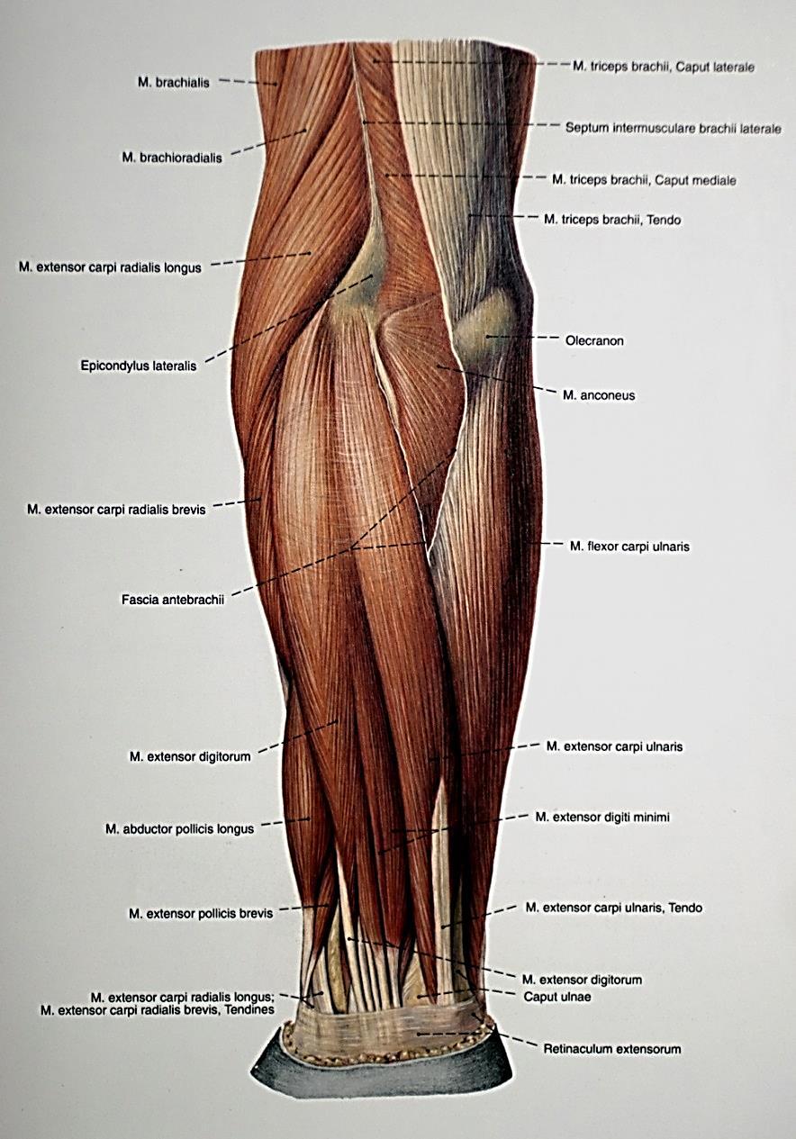 Az alkar felületes feszítői Döntően az epichondylus lateralisról veszik eredésüket, ill. a környező struktúrákról (alkar, fascia antebrachii).