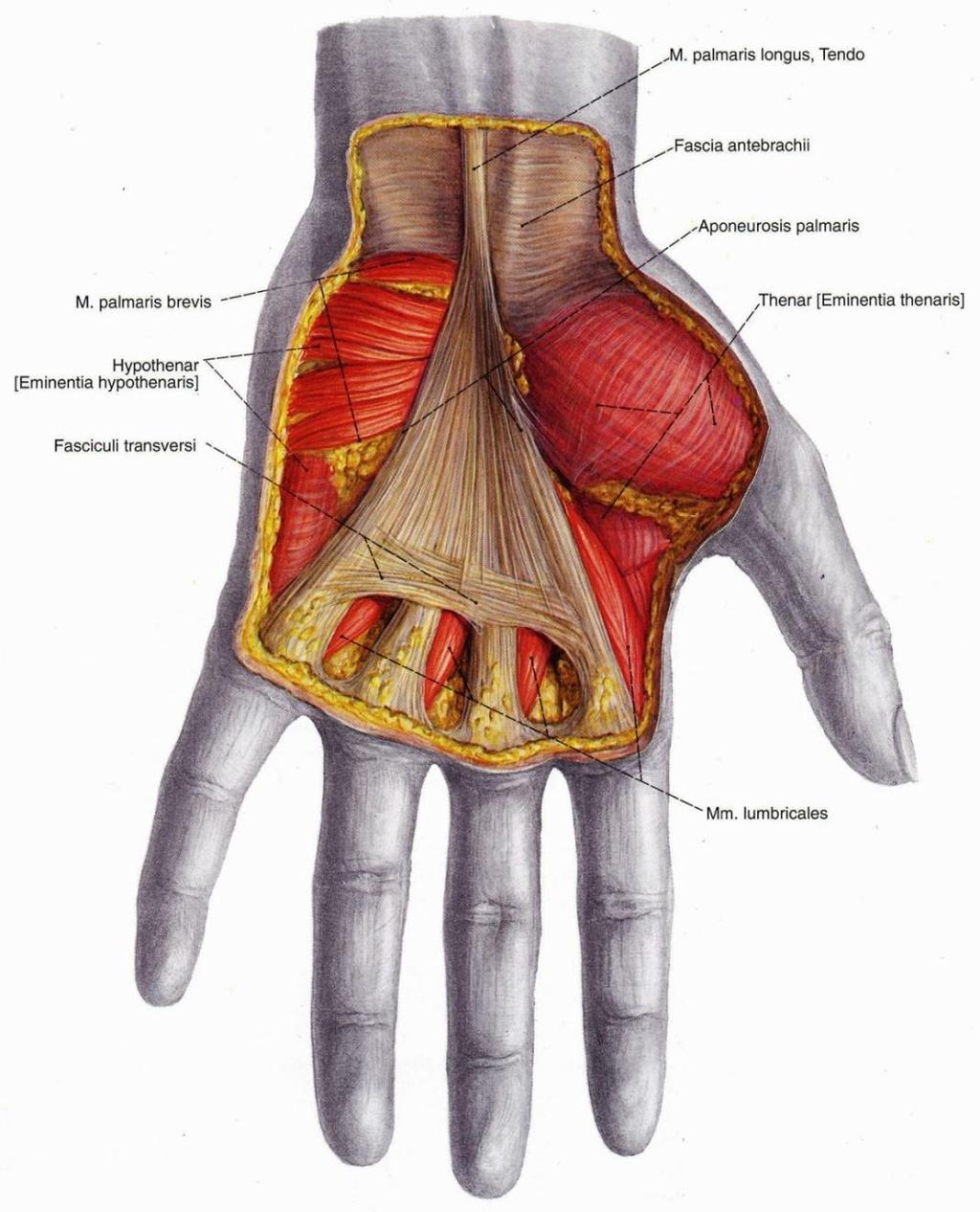 Az ujjak ízületei megsérülnek, ha hajlítva, Sportolás és az ízületek védelme - Praktikus tanácsok