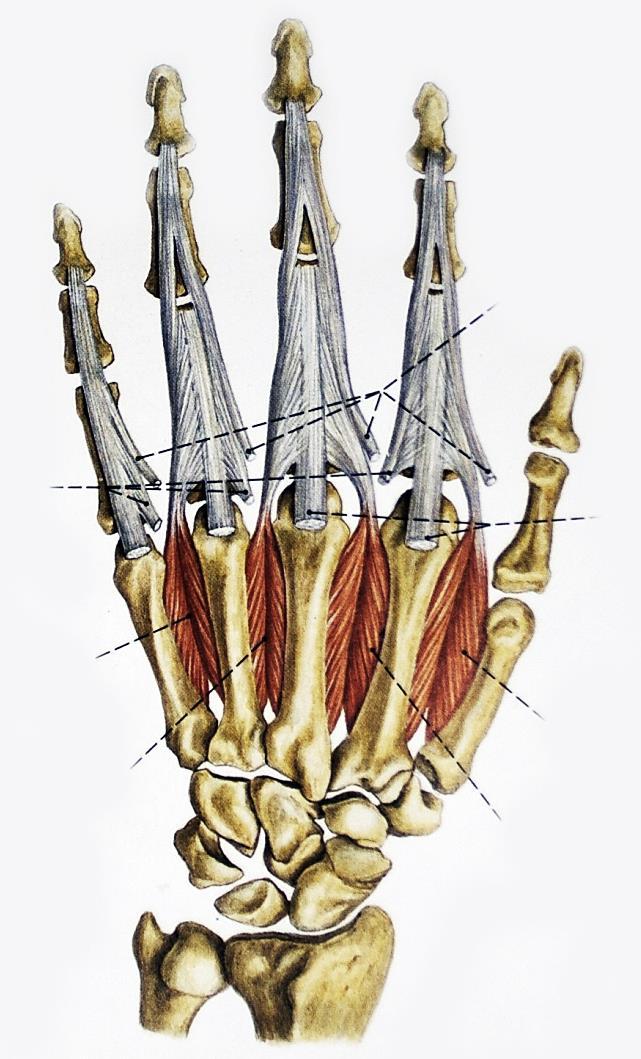Musculi interossei dosales eredés