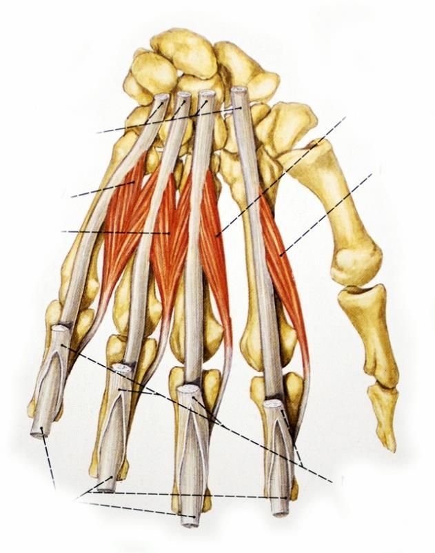 Musculi lumbricales (gilisztaizmok) Sobotta eredés a mély flexorinakon tapadás a dorsalis aponeurosisokban