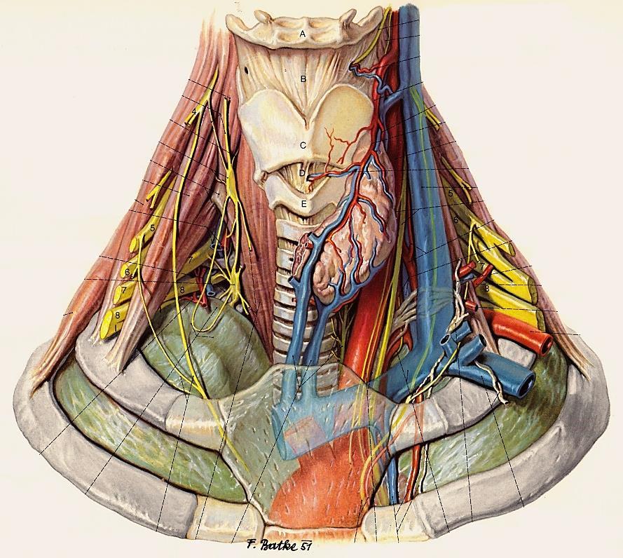 scaleni-n a musculus