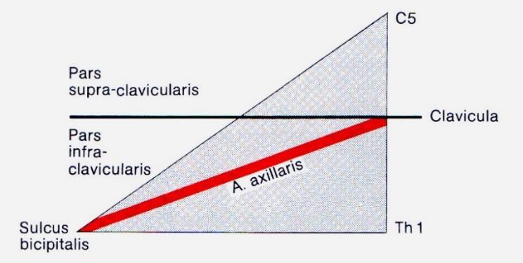 superior, medius és inferior Duus Újraszerveződés 3