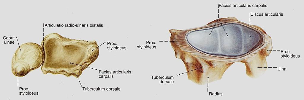 Articulatio radiocarpea