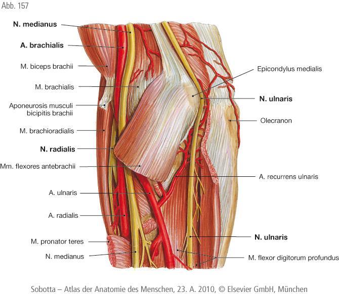 Nervus