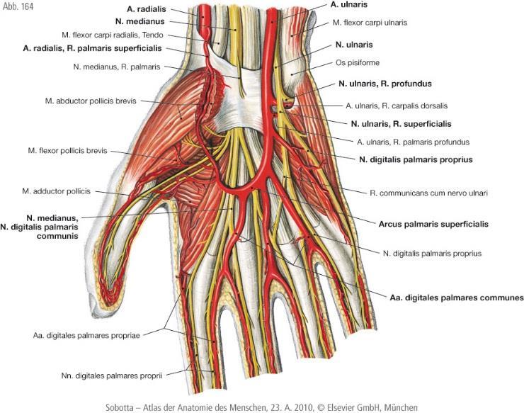 Proximalis