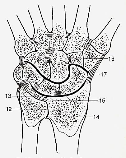 Articulatio radiocarpea az ulna előtti discus articularis tkp.