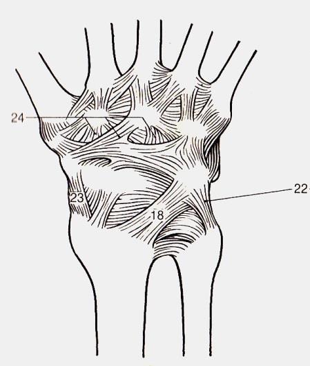 Articulatio radiocarpea Feneis 18: Lig.