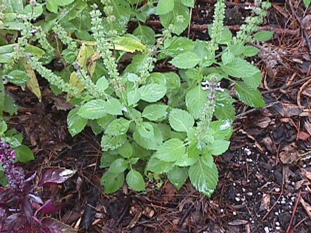 A Stresroak takarmánykiegészítő összetétele Mangifera indica Ocimum sanctum Phyllanthus