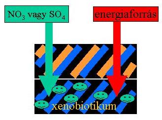 A negatív redoxpotenciálon folyó biológiai bontáshoz a mikroorganizmusok alternatív légzésformákat használnak, így a nitrátlégzést és a szulfátlégzést (fakultatív anaerobok), az obligát