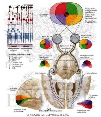 Látáspanaszk - szemészeti anamnaesis LÁTÁSVESZTÉS retina+/- látóideg KETTŐSLÁTÁS szemmzgató rendszer egy /két ldali - hirtelen kezdettel? (pre-, retrchiasmális) átmeneti vagy tartós?