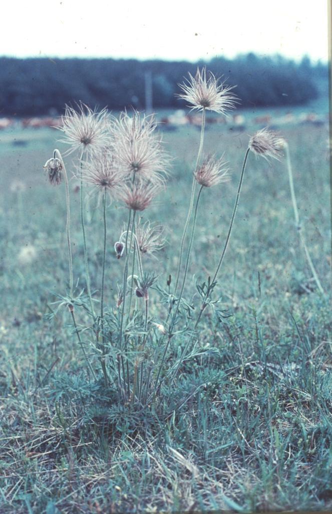 Magyar kökörcsin Pulsatilla pratensis