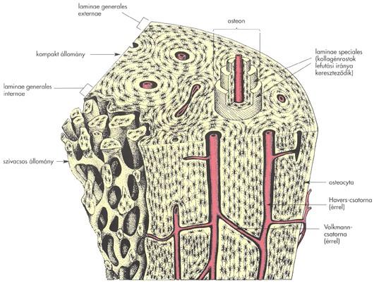 Csöves csontok szerkezete: A csöves csontok tömör középdarabjainak fő tömegét a kerek vagy kissé ovális átmetszetű csontegységek (osteon) alkotják.