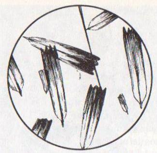 A vizsgált preparátum mikroszkópi képének rajza: II/b) Lepkeszárny vizsgálata Elpusztult lepke szárnyát húzd végig a tárgylemezen!