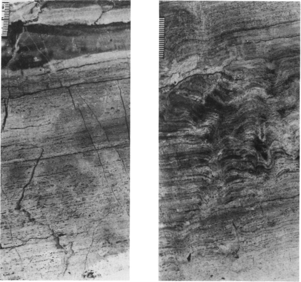 8 m (halved core) - hullámos algalamellás típus (III.2. 26b, 27b.