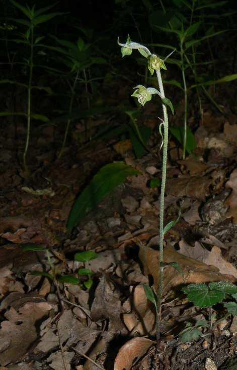 ) ismeretéhez Elektronikus melléklet Epipactis