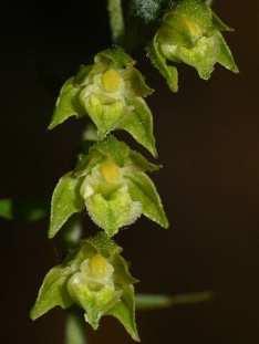 Virág / Flower: Vállus: Büdöskúti-arborétum,