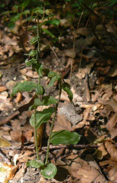 Kitaibelia 23 (1): 8 14.