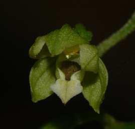 Habitus / Habit: Gyenesdiás: