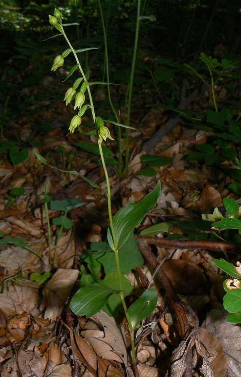 (L.) Crantz Habitus / Habit: Tapolca: