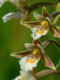 Virág / Flower: Tapolca:  Epipactis