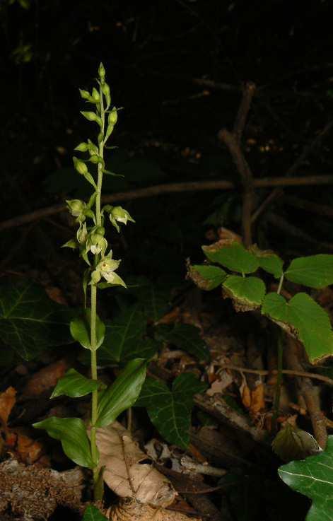 Kitaibelia 23 (1): 8 14.