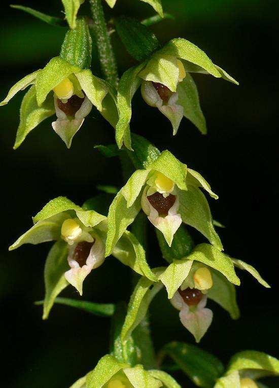 PACSAI (2018): Adatok a Keszthelyi-hegység nőszőfűfajainak (Epipactis spp.