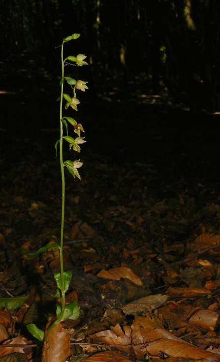 PACSAI B. (2018): Adatok a Keszthelyi-hegység nőszőfűfajainak (Epipactis spp.