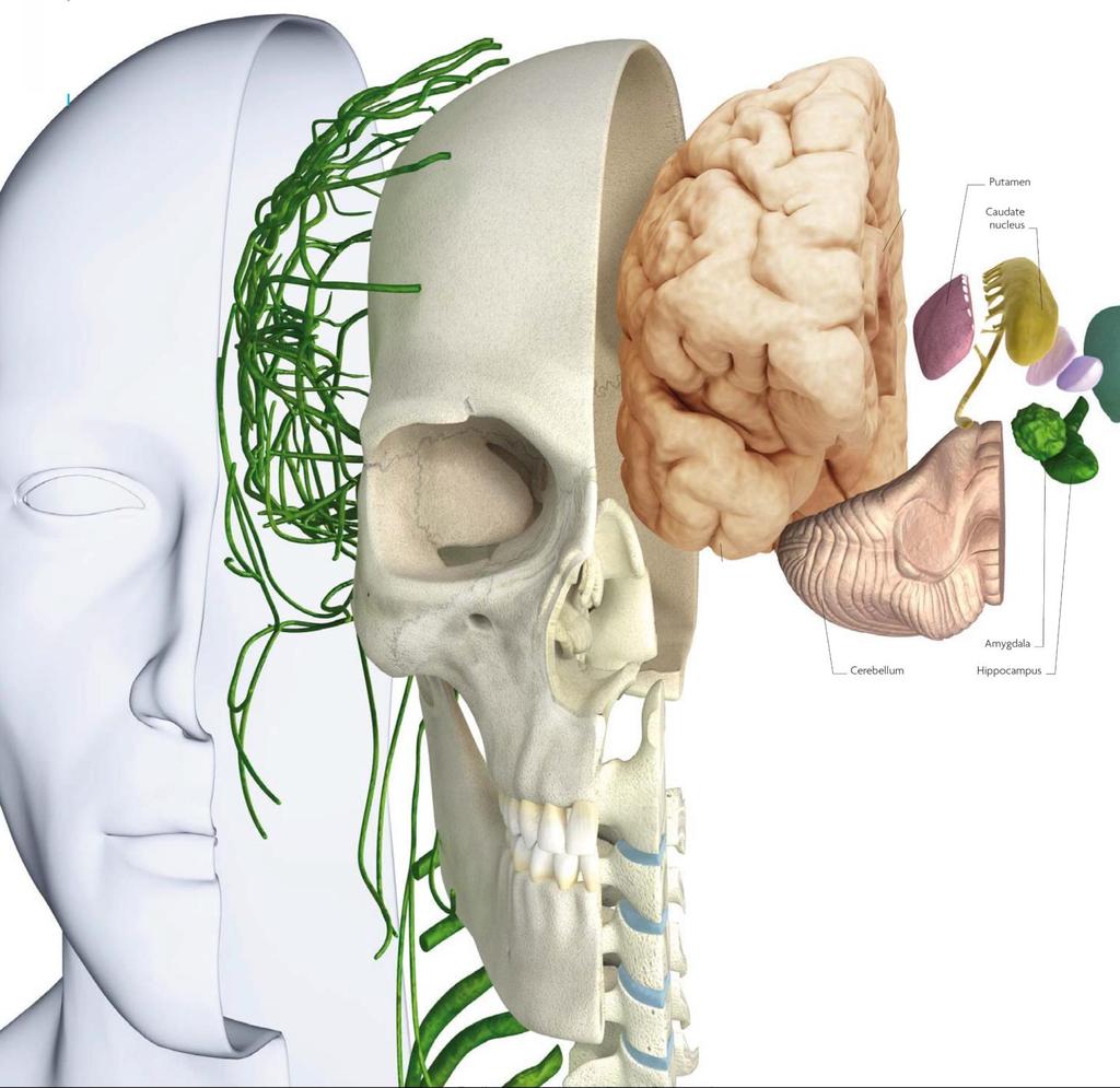Prefrontalis Cortex (PFC) Putamen N.