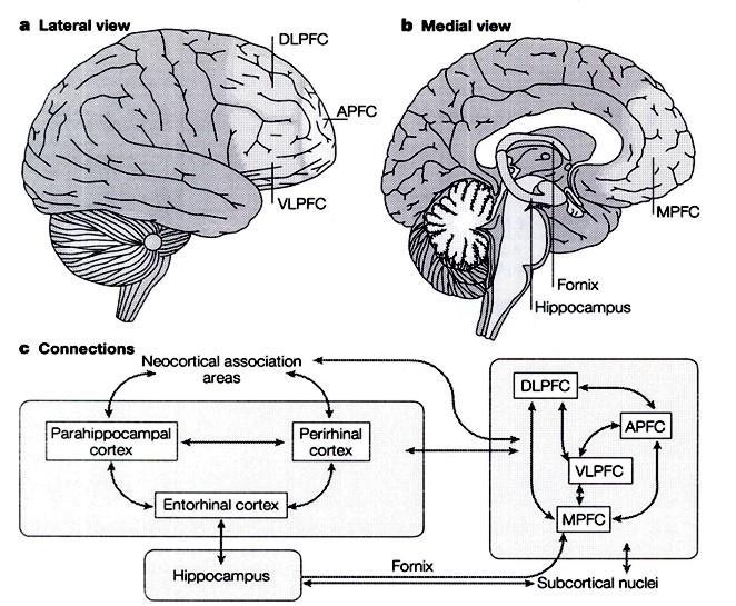 Hipofrontalitás: DLPFC szkizofréniában Hippocampus atrophia: stressz, kortizol és depresszió Amygdala I. PFC hippocampalis komplex 1.
