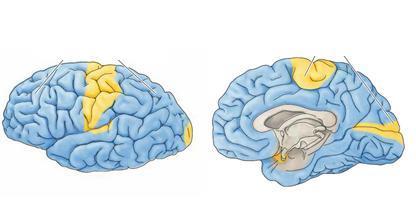 réteghez): Thalamus Hippocampus Amygdala Agytörzs (moduláló pályák) Fehérállomány Leszálló axon