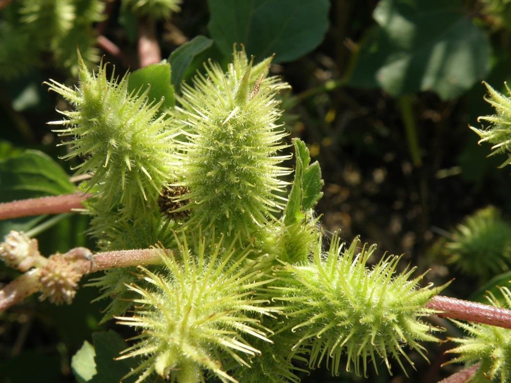 A feljegyzett fajok között nyolc szerepel az inváziós neofitonok listáján: a szőrös disznóparéj (Amaranthus retroflexus), az ürömlevelű parlagfű (Ambrosia artemisiifolia), a kanadai betyárkóró