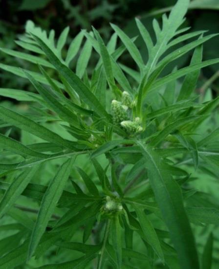 A vizsgált kukoricatáblákban gyakran előforduló további gyomfajok: vetési varjúmák (Hibiscus trionum) (26,29%), fehér libatop (Chenopodium album) (24,05%), fekete nadálytő (Symphytum officinale)