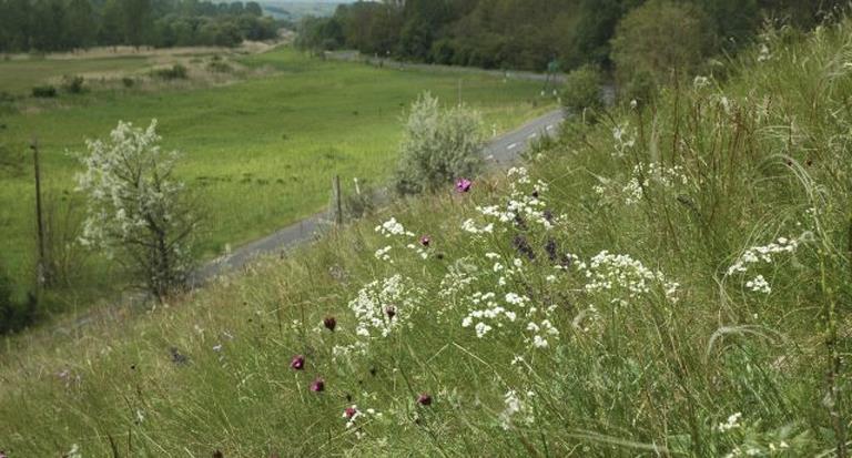 Védett növényfajai: bunkós hagyma (Allium sphaerocephalon), tavaszi hérics (Adonis vernalis), árlevelű len (Linum tenuifolium), borzas len (Linum hirsutum), tarka nőszirom (Iris variegata), hegyi