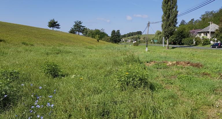 mezei katángkóró (Cichorium intybus), apró szulák (Convolvulus arvensis), lándzsás útifű (Plantago lanceolata), közönséges gyújtoványfű (Linaria vulgaris), nagy csalán (Urtica dioica), közönséges