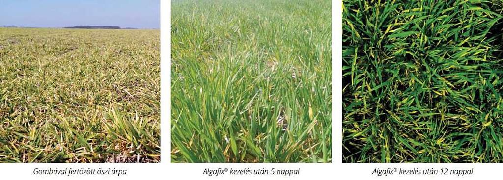 Algafix