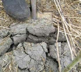 15 cm alatt nedves talajon 9.
