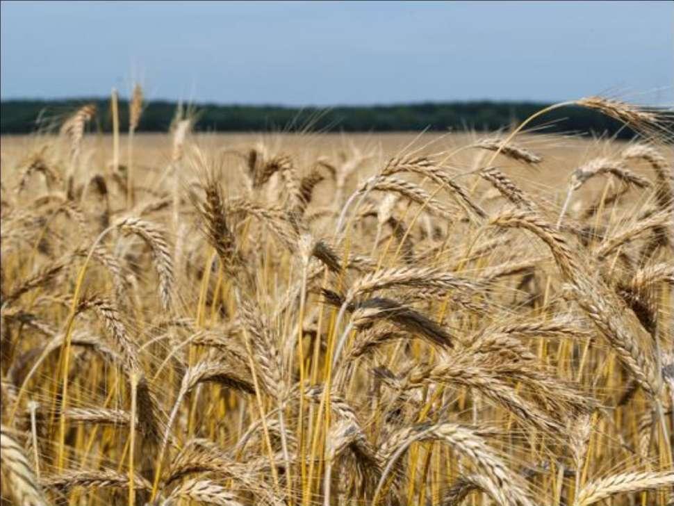 Triticale Jelentősége