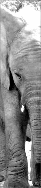 Az elefántok nem felejtenek Bármi is történjék, mindig visszatérnek kedvenc helyeikre állítja a híres amerikai fotós, Frans Lanting.