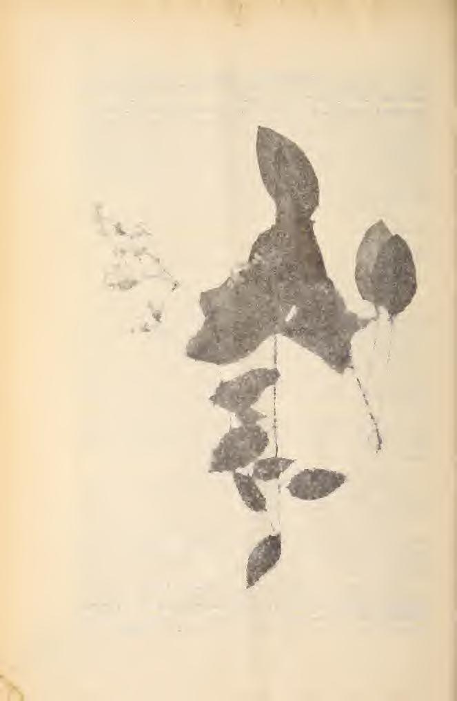 : Biodiversity Heritage Library http://www.biodiversitylibrary.org/; www.zobodat.