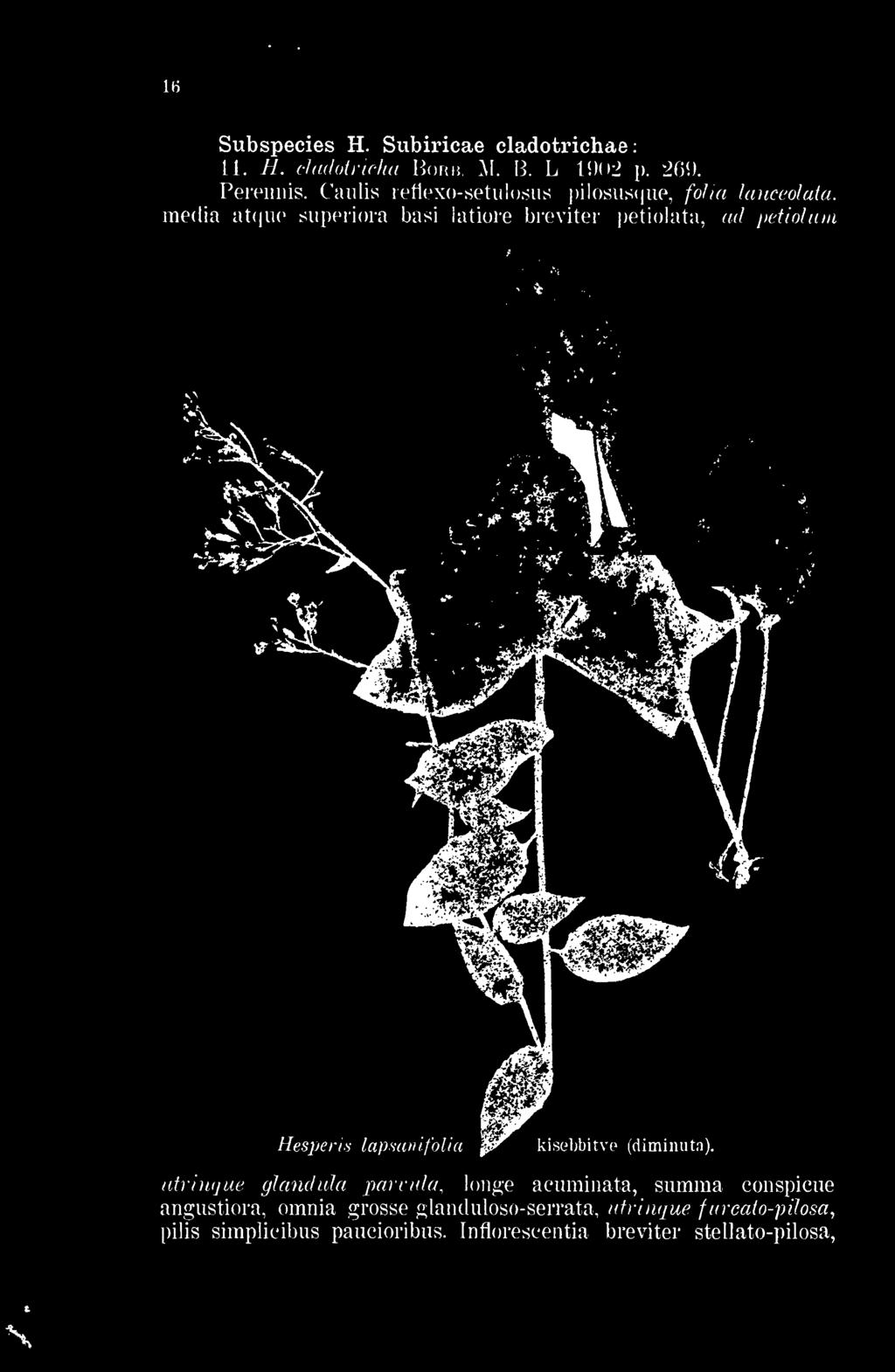 latiore breviter petiolata ad petiolum atrinqae glandula pamda longe acuminata