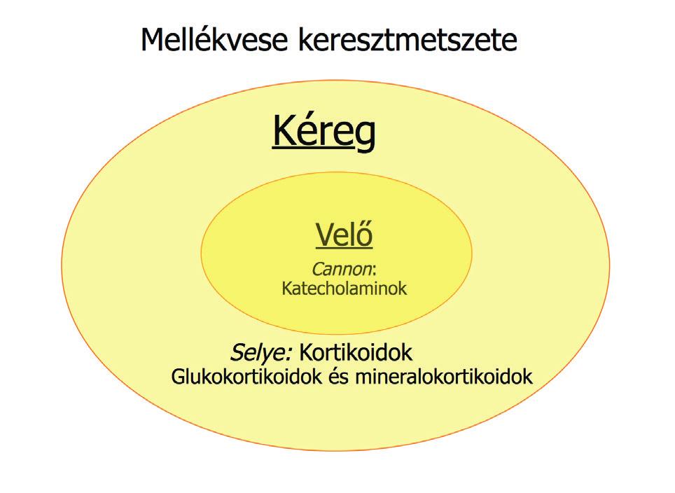amikor még nem volt járatos az angol nyelv használatában, habár ismerte a fizikában használt stress és strain (= feszültség) kifejezéseket, félt ezek használatától a kísérletes orvostudományban.