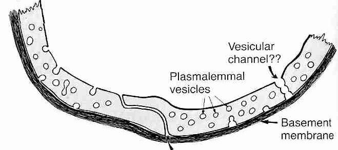 Az agyi erek endotheliuma Endothelium: Minimális pinocitikus