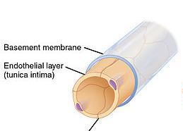 Az agyi erek endotheliuma Endothelium: vastag